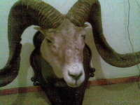 Рога Архара вместе с головой - Изображение #2, Объявление #770520