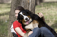 Продам элитных щенков Бернского зенненхунда, мальчика, 4 месяца, привитый - Изображение #1, Объявление #777439