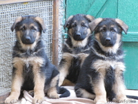 Продам щенков немецкой овчарки с родословной - Изображение #1, Объявление #777077
