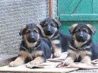 Продам щенков немецкой овчарки с родословной - Изображение #3, Объявление #777077