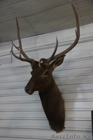 Чучело Головы Благородного Оленя - Изображение #1, Объявление #765017