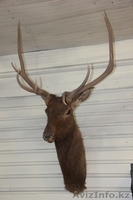 Чучело Головы Благородного Оленя - Изображение #2, Объявление #765017