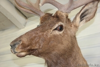 Чучело Головы Благородного Оленя - Изображение #3, Объявление #765017