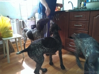 Продам щенков курцхаара (немецкая короткошерстная легавая)   - Изображение #3, Объявление #767241