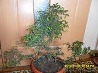 Фикус бенджамина "Вианди". - Изображение #2, Объявление #792447