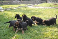Продам щенков немецкой овчарки только в хорошие руки - Изображение #3, Объявление #783110