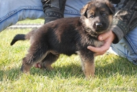 Продам щенков немецкой овчарки только в хорошие руки - Изображение #4, Объявление #783110