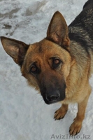 Щенки Немецкой Овчарки Дёшево - Изображение #2, Объявление #798016