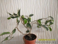 Фикус бенджамина "Вианди". - Изображение #1, Объявление #792447