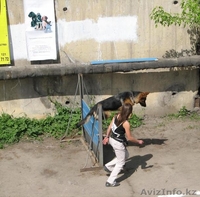 Продам щенков немецкой овчарки только в хорошие руки - Изображение #9, Объявление #783110