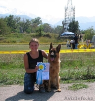 Продам щенков немецкой овчарки только в хорошие руки - Изображение #8, Объявление #783110