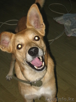 гостиница для собак - Изображение #4, Объявление #676277