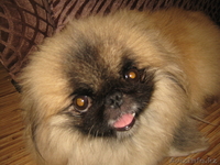 гостиница для собак - Изображение #5, Объявление #676277