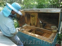 Мед Алтайский таежный - Изображение #1, Объявление #795898