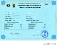 Щенки Немецкой Овчарки Дёшево - Изображение #3, Объявление #798016