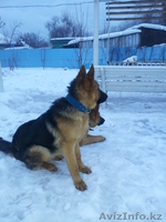 Немецкая овчарака - Изображение #1, Объявление #813593