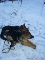 Немецкая овчарака - Изображение #2, Объявление #813593