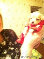 Той терьеры!Продам!Срочно! - Изображение #3, Объявление #801246