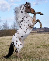 Продаем пони любых пород - Изображение #5, Объявление #801070