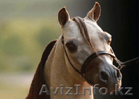 Продаем пони любых пород - Изображение #1, Объявление #801070