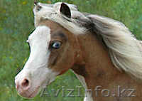 Продаем пони любых пород - Изображение #4, Объявление #801070