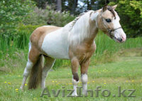 Продаем пони любых пород - Изображение #2, Объявление #801070