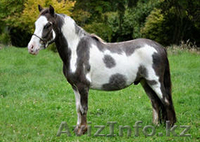 Продаем пони любых пород - Изображение #3, Объявление #801070