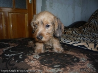 Такса миниатюрная жесткошерстная п-к "Елана Старс" FCI-CKK щенки - Изображение #4, Объявление #528102