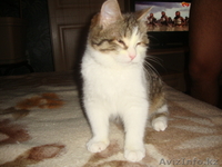 Подарите мне семью - Изображение #3, Объявление #809812