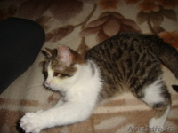 Подарите мне семью - Изображение #2, Объявление #809812