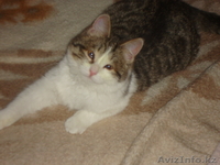 Подарите мне семью - Изображение #1, Объявление #809812