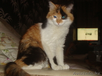 Ваше счастье Вас ждет - Изображение #4, Объявление #810883