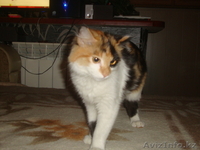 Ваше счастье Вас ждет - Изображение #3, Объявление #810883