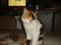 Ваше счастье Вас ждет - Изображение #2, Объявление #810883