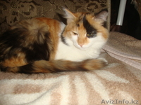 Ваше счастье Вас ждет - Изображение #1, Объявление #810883