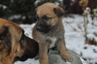 Щенки Немецкой Овчарки Дёшево - Изображение #5, Объявление #798016