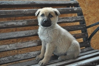 Щенки Немецкой Овчарки Дёшево - Изображение #4, Объявление #798016