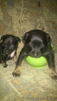 Продам забавных щенят - Изображение #2, Объявление #800764