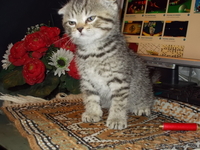 Чудесный Вислоухий Котёнок - Изображение #1, Объявление #815194