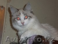 Милашка ищет себе дом - Изображение #3, Объявление #809819