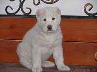 продам щенка алабай элитных кровей - Изображение #2, Объявление #811612