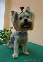 Стрижка собак и кошек - груминг-салон "Master Groom" - Изображение #2, Объявление #811210