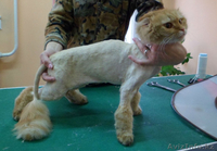 Стрижка собак и кошек - груминг-салон "Master Groom" - Изображение #5, Объявление #811210