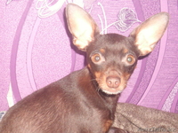 Щенки русского тоя.Редкого шоколадного окраса. - Изображение #4, Объявление #829674