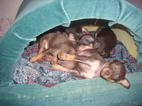 Щенки русского тоя.Редкого шоколадного окраса. - Изображение #6, Объявление #829674