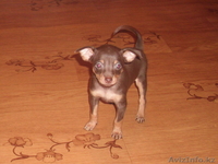 Щенки русского тоя.Редкого шоколадного окраса. - Изображение #1, Объявление #829674