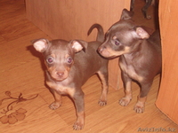 Щенки русского тоя.Редкого шоколадного окраса. - Изображение #3, Объявление #829674