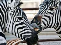 Продаем зебр из питомника - Изображение #3, Объявление #819319