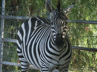 Продаем зебр из питомника - Изображение #4, Объявление #819319