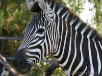 Продаем зебр из питомника - Изображение #5, Объявление #819319